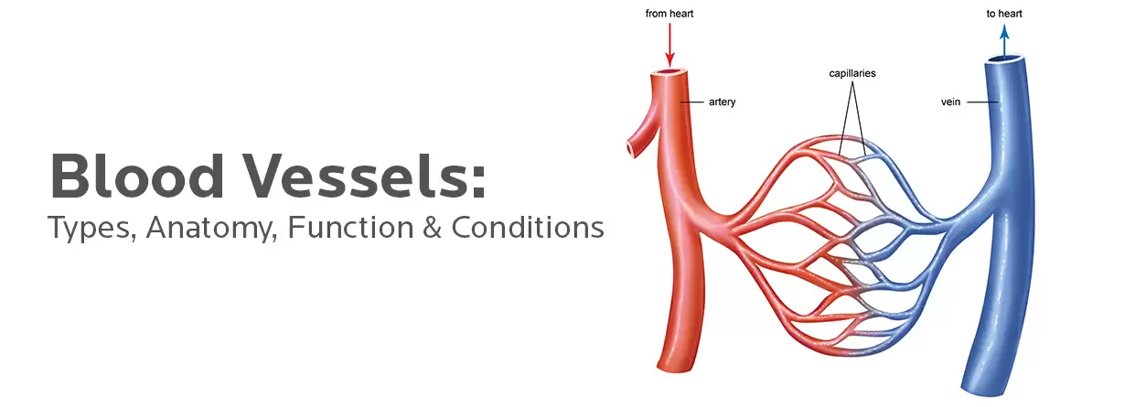 Blood Vessels The Body’s Network