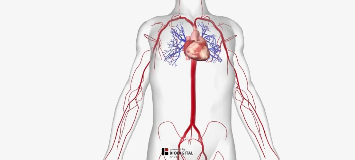 Arteries The Body’s Highways