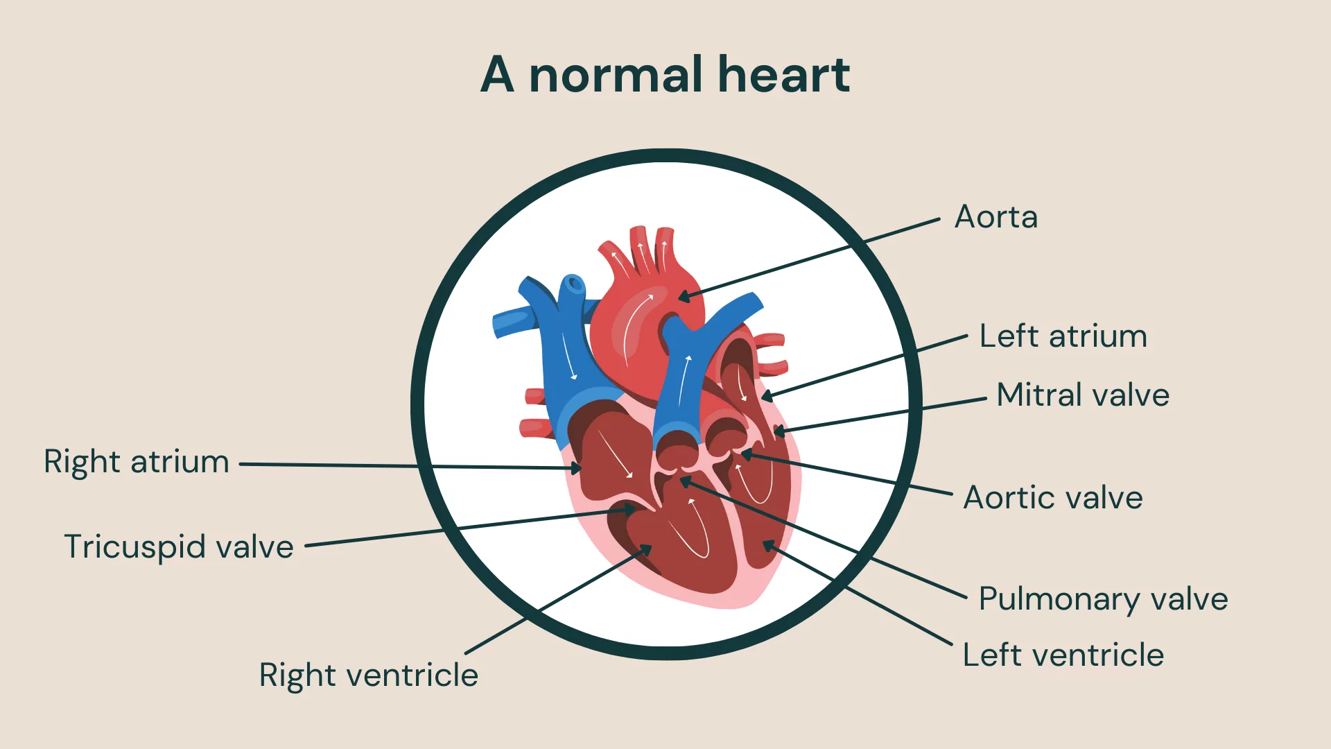 Heart Valves The Gates of the Heart