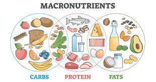 Macronutrients The Building Blocks of Your Diet